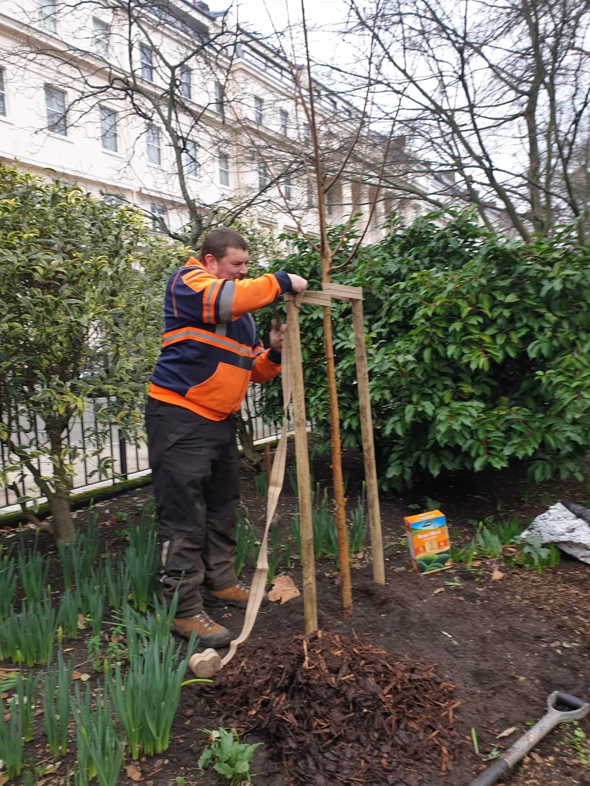 Arborist Caring For New Tree